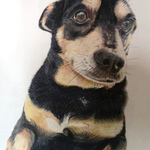 Pet Portraits - Pencil drawing