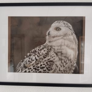 Snow Owl - Pencil Drawing Framed