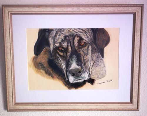 Pet Portraits . Risi