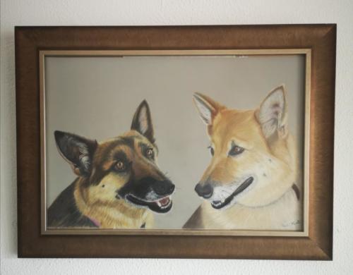 Pet Portraits 