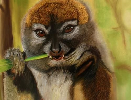 The Bamboo lemur